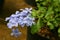 a Tender blue Woodland phlox or Phlox divaricata