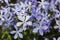 Tender blue Woodland phlox or Phlox divaricata. Wild sweet william. Close-up purple flowers in spring garden on blurry