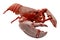 Tender boiled red lobster isolated on white background with clipping path cutout concept for seafood diner, delicious marine