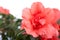 Tender and bright azalea flower bud