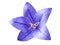 Tender bright bluebell flower isolated on white background