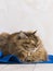 Tender brown tabby female siberian cat lying on a blue carpet