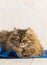 Tender brown tabby female siberian cat lying in the house, hypoallergenic pet