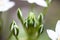 Tender buds and white flowers of Ornithogalum umbellatum