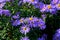 Tender bush of autumn purple lilac blue asters october sky