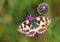 Tender butterfly Melanargia galathea
