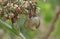 Tender Cashew Nuts in Tree