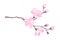 Tender Cherry Blossom Twig as Fragrant Seasonal Foliage with Pink Flowers Vector Illustration