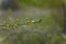 Tender cherry tree branch with first buds. Blooming spring time concept.