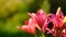 Tender close up lily flowers in the wild