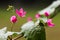 Tender closeup inflorescence of blooming Antigonon leptopus, also known as Coral vine flower, Coralita or Bee bush.