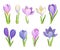 Tender Crocuses with Purple Petals On Stems Vector Set