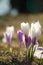 Tender crocuses on a spring lawn outside close-up