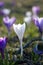 Tender crocuses on a spring lawn outside close-up