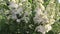 Tender delicate white lilac, Syringa vulgaris double flowers close up swaying in the wind