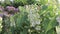 Tender delicate white lilac, Syringa vulgaris double flowers, paanoramic view of lilac garden