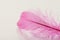 Tender feather on light background for your design, pink color