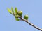 Tender fig branch with unripe fruits and small new leaves