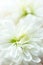 Tender floral background. White chrysanthemum daisy flowers macro details. Wedding engagement romantic concept. Birthday