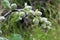 Tender Flower Buds of Alcea setosa on the Shore Creek in Israel