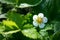 Tender flower of wild strawberry in the morning sun