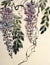 Tender flowering wisteria