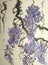 Tender flowering wisteria