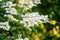 Tender flowers of hydrangea arborescens, backlit by the low evening sun in summer. Hortensia flowering in summer garden