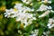 Tender flowers of hydrangea arborescens, backlit by the low evening sun in summer. Hortensia flowering in summer garden