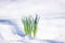 Tender flowers purple crocuses make their way in the spring in the garden from under the brilliant white snow on a