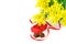 Tender fluffy spring flower mimosa, gift box and two chocolate hearts on the white background isolated closeup. Valentine`s day,