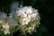 The tender and fragile white flowers of a Panicled Hydrangea Hydrangea paniculata