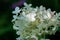 The tender and fragile white flowers of a Panicled Hydrangea Hydrangea paniculata