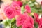 tender fresh pink begonia terry flowers and petals bush in a t