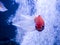 Tender goldfish floating in aquarium in Kiev