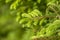 Tender green fluffy fir-needles, young fir paws