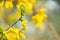 Tender green leaves on a Forsythia branch in spring. Soft focus, selective focus