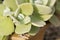 Tender green succulents macro, adobe rgb