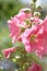 Tender hollyhock Alcea pink flowers in the summer garden