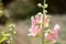 Tender hollyhock Alcea pink flowers in the summer garden