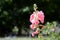 Tender hollyhock Alcea pink flowers in the summer garden