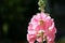 Tender hollyhock Alcea pink flowers in the summer garden