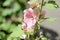 Tender hollyhock Alcea pink flowers in the summer garden