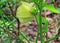 Tender Ladys Finger Okra