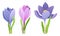 Tender Lilac Crocuses on Stem and Green Grass-like Leaf Vector Set