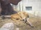 Tender lion having a nap at Toronto zoo