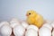 Tender live little baby chicken broiler on white eggs