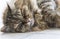 Tender long haired kitten of siberian breed finding cuddles