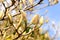 Tender magnolia buds in the spring