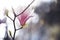 Tender magnolia flower on a branch in soft sunlight.